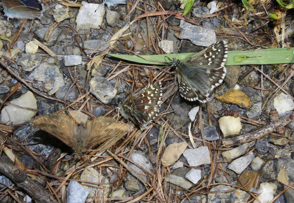 Erinnis tages, P. malvoides, P. carthami